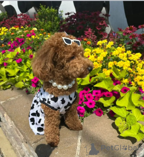 Фото №3. Пудель щенок.  Австралия