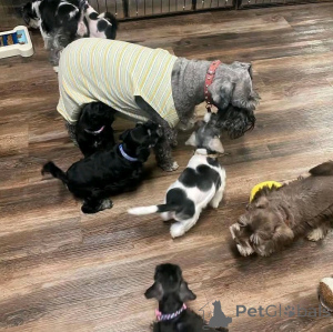Фото №3. Cachorros Schnauzer Диспонирование Para para asción.  Германия