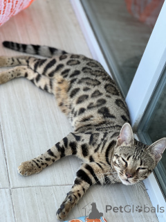 Фото №2 к объявлению №163943 о продаже бенгальская - купить в Грузии из питомника, заводчик