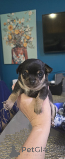 Фото №3. наши малыши готовы к переезду в новый дом.  США