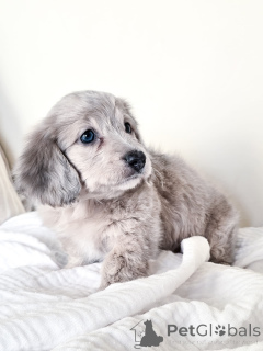 Фото №3. Mini Dachshund Puppy доступен сладкий и игривый!.  Германия