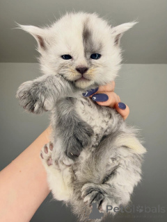 Фото №3. Готов к самовывозу/отправке. Рожденный, чтобы выделяться.. Финляндия