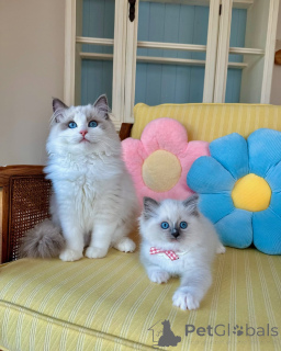 Фото №1. рэгдолл - купить в Альбурли за договорная. Объявление №167231