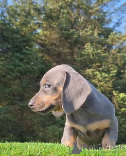 Фото №3. СНИЖЕННАЯ ЦЕНА KC, DNA Clear Miniature Dachshund.  США