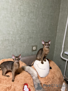 Фото №3. Абиссинские котята. Беларусь