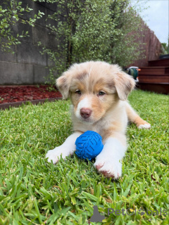 Фото №2 к объявлению №159493 о продаже австралийскую овчарку - купить в Германии заводчик