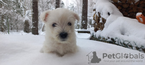 Дополнительные фото: Продаются щенки лучших представителей своей породы West Highland White Terrier