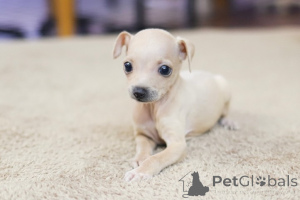 Фото №3. Дом декана Джанет Кей.  США