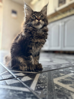 Фото №3. Hermosos Gatitos Maine Cooon. Испания