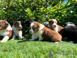 Фото №1. австралийская пастушья собака - купить в Плесень за договорная. Объявление №160850