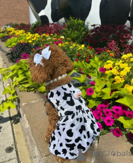 Фото №4. Продажа пуделя (королевского) в Алис Спрингс заводчик - цена 29570₽