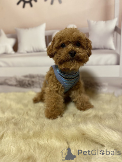 Фото №4. Продажа беспородную в Берлине частное объявление, заводчик - цена 111320₽