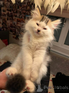 Фото №1. сибирская - купить в Грузия за 62908₽. Объявление №161385