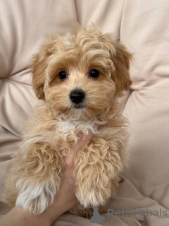 Фото №4. Продажа  в Берлине заводчик - цена 139151₽