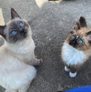 Фото №2 к объявлению №165690 о продаже рэгдолл - купить в Германии частное объявление, заводчик