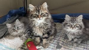 Фото №1. сибирская - купить в Хельсинки за 53805₽. Объявление №164058