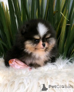 Фото №2 к объявлению №139082 о продаже померанского шпица - купить в Германии частное объявление, заводчик