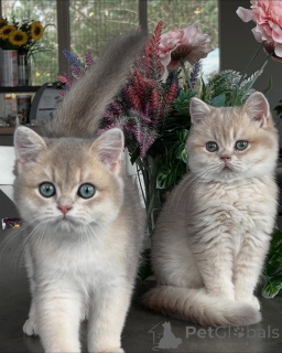 Фото №1. шиншилла кошка - купить в Мюнхене за договорная. Объявление №159474