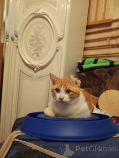 Фото №2 к объявлению №162994 о продаже  - купить в России частное объявление