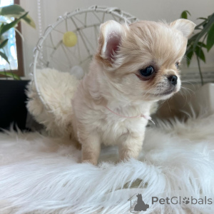 Фото №2 к объявлению №151222 о продаже чихуахуа - купить в Германии частное объявление