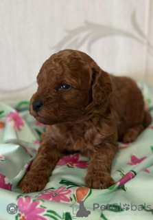 Фото №3. Пудель, красные щенки.  Сербия