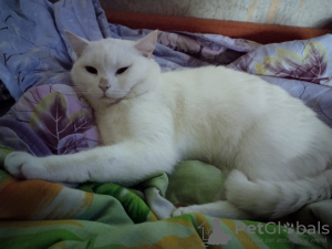 Фото №3. Вязка кота в  Беларуси. Объявление №44915