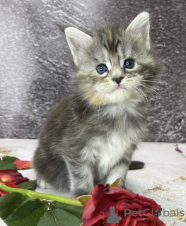 Фото №2 к объявлению №163327 о продаже мейн-кун - купить в Германии 