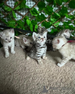 Фото №2 к объявлению №152705 о продаже бенгальская - купить в Швейцарии частное объявление