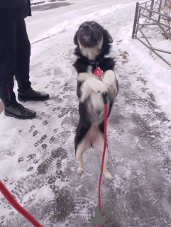 Фото №4. Продажа беспородную в Санкт-Петербурге частное объявление - цена Бесплатно