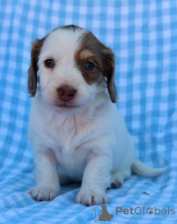 Фото №1. такса - купить в Бердорф за договорная. Объявление №155075
