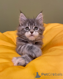 Фото №2 к объявлению №144962 о продаже мейн-кун - купить в Германии заводчик