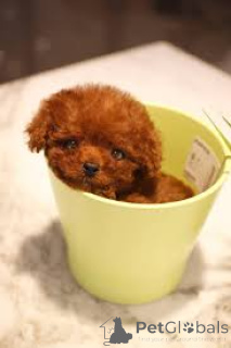 Фото №1. пудель (карликовый) - купить в Брюсселе за 64937₽. Объявление №164106