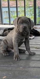 Фото №3. Preciosos cachoros Cane Corso en Venta.  Испания
