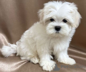 Фото №3. Идеальный щенок для вашего дома.  Германия