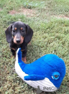 Фото №2 к объявлению №76807 о продаже таксу - купить в Венгрии заводчик