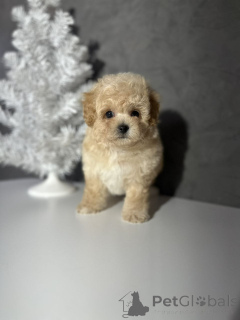 Фото №1.  - купить в Хельсинки за 46384₽. Объявление №164029