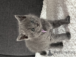 Фото №1. шартрез - купить в Лимбург за Бесплатно. Объявление №162475