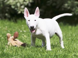 Дополнительные фото: У нас родились великолепные щеночки Миниатюрного бультерьера.
