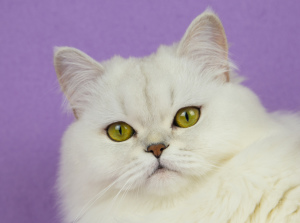 Фото №3. Шотландский серебряный пушистый котик. Россия