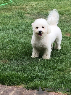 Фото №1. бишон фризе - купить в Бёбинген-на-Ремсе за 41745₽. Объявление №149753