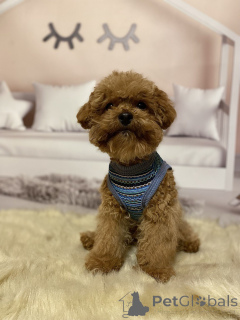 Фото №1. беспородная - купить в Берлине за 111320₽. Объявление №158841