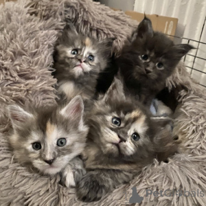 Фото №1. мейн-кун - купить в Хельсинки за Бесплатно. Объявление №164835