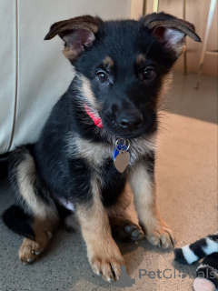 Фото №1. немецкая овчарка - купить в Базель за договорная. Объявление №163768