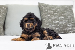 Фото №2 к объявлению №155592 о продаже лабрадудля - купить в Ирландии частное объявление