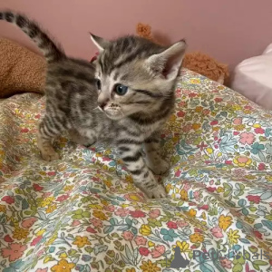 Фото №2 к объявлению №167250 о продаже бенгальская - купить в Германии частное объявление