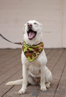 Фото №4. Продажа беспородную в Москва  - цена Бесплатно