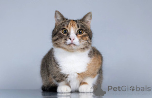 Фото №2 к объявлению №165120 о продаже  - купить в России частное объявление