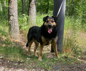 Фото №4. Продажа беспородную в Москва частное объявление - цена Бесплатно