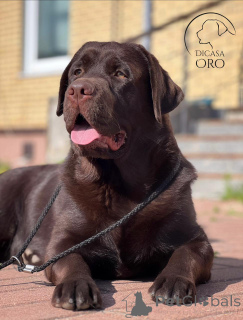 Фото №2 к объявлению №137775 о продаже лабрадор-ретривера - купить в России заводчик