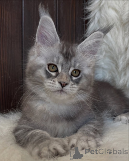 Фото №3. Большое сердце, большие лапы Атлас несет в себе любовь, как легенду.. Исландия